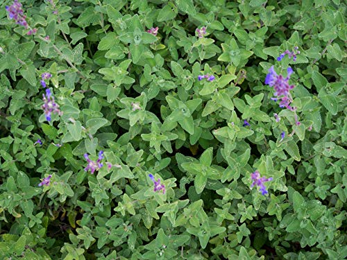 50 gr Semillas de Hierbas para Gatos, menta gatuna (Nepeta Cataria)