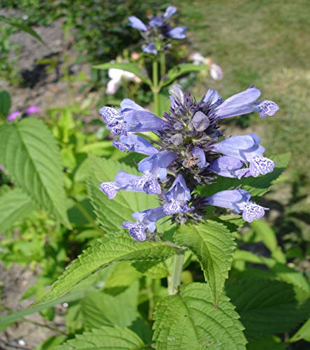 50 gr Semillas de Hierbas para Gatos, menta gatuna (Nepeta Cataria)