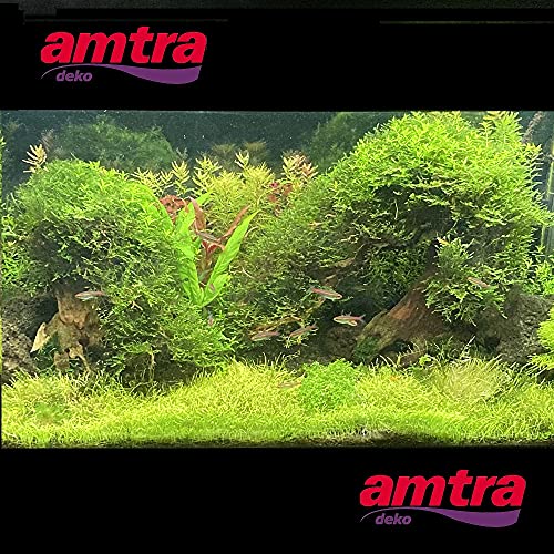 Amtra Madera Oriental Wind 1 SM 1 Unidad 300 g
