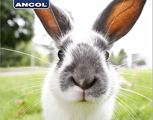 Ancol Just 4 Pets - Bola de Juguete para almacenar alimento