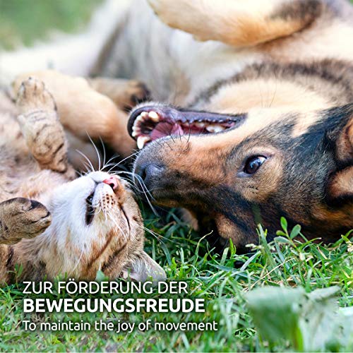 AniForte Polvo de Rosa mosqueta para Perros y Gatos 250g - Polvo Natural para articulaciones y Fortalecer el Sistema inmunológico, vitaminas y fitoquímicos para Las defensas, Polvo de escaramujo