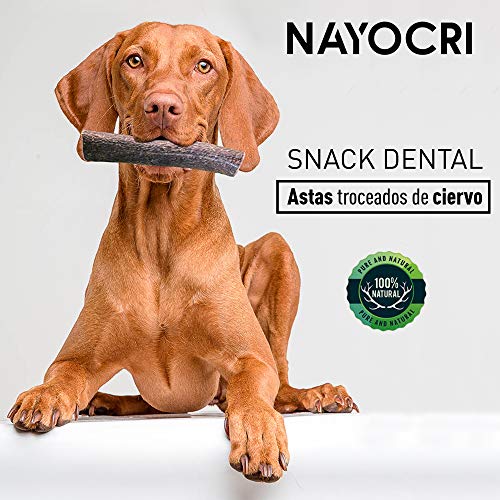 Asta de Ciervo para Perros y Cachorros. Mordedor ecológico Perros 100% Natural, Recogida a pie en los Montes de Toledo. Juguete Perro. Masticable de Larga duración (S)