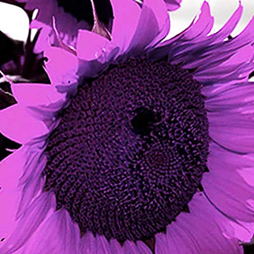 Benoon Semillas De Girasol, 50 Piezas Semillas De Girasol Plantas Florecientes Perennes Púrpuras Macetas Semillas De Jardín Para Jardín Semillas de girasol