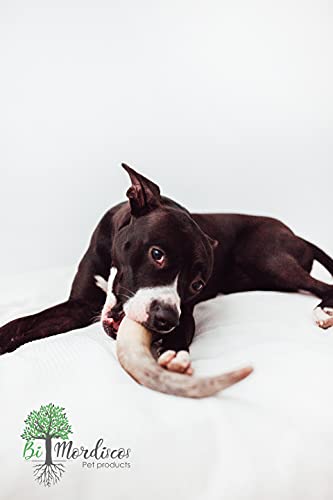 Bio Mordiscos Mordedor de Cuerno de Vacuno para Perros – 100% Natural (S 80-200g)