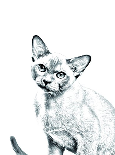 Birmania Gato, ovalado tumba de azulejos de cerámica con una imagen de un gato