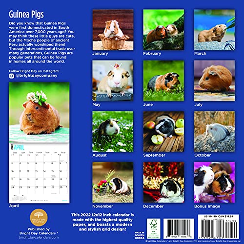 Bright Day - Calendario de pared para conejillos de indias 2022, 30,5 x 30,5 cm, lindo animal peludo mascota
