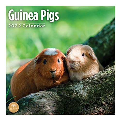 Bright Day - Calendario de pared para conejillos de indias 2022, 30,5 x 30,5 cm, lindo animal peludo mascota