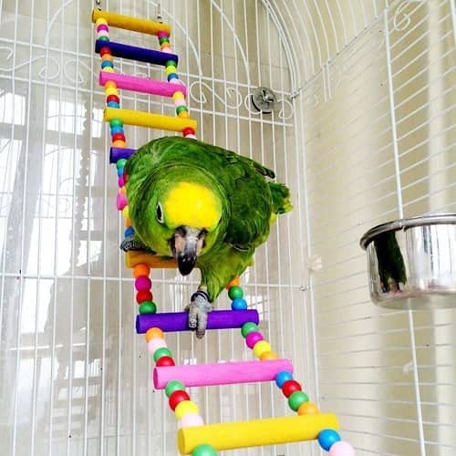 CABLEPELADO Escalera para pajaros de Madera Juguete Pajaro Multicolor