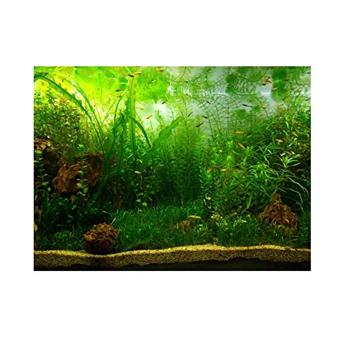 Caiqinlen Papel de decoración de pecera, póster de decoración de Acuario, Estilo de Hierba de Agua de PVC para pecera de Acuario(76 * 30cm)