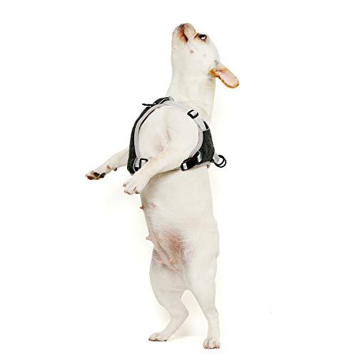 CandyCare Arnés Perro Pequeña Mediano Grande Step-In Nylon Ajustable Transpirable Antitirones Cómodo con Lineas Reflecantes y Sonaja y DIY Número Celular Azul M