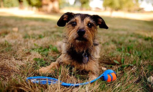 Chuckit 06100 Lanzador Junior 18 M, Lanzador de Pelotas para Perros, Juguete para Perros