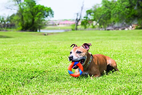 Chuckit! Juguete de Goma para Perros de Ultra Ring Chase and Fetch Play de Alta Visibilidad Durable Masticar Juguete