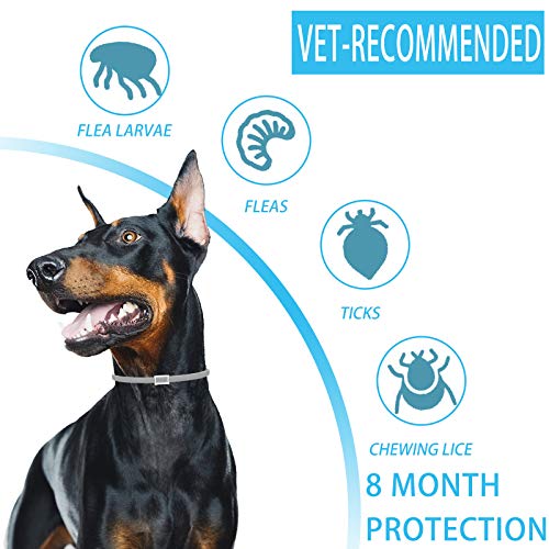 Collar Antipulgas para Perros, 100% Natural Perro Collar Antiparasitario, 8 Meses de Protección para Perros, Ayuda a Cachorros, Perros Medianos y Grandes a Repeler Eficazmente Piojos, Pulgas y Plagas