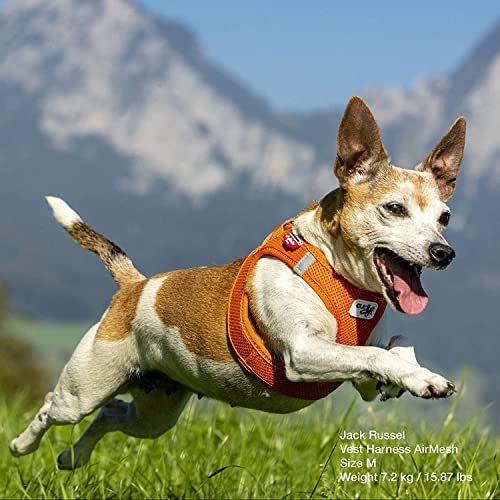 Curli Pet Supply, Gray, S