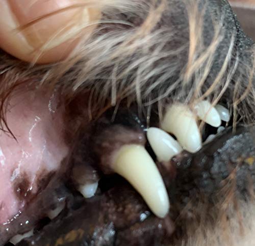DERMAVET Lavapirox Pasta dental del veterinario con clorhexidina Vet Anti-Plaque C contra sarro y inflamación de las encías.