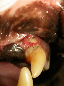 DERMAVET Lavapirox Pasta dental del veterinario con clorhexidina Vet Anti-Plaque C contra sarro y inflamación de las encías.