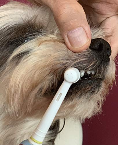 DERMAVET Lavapirox Pasta dental del veterinario con clorhexidina Vet Anti-Plaque C contra sarro y inflamación de las encías.