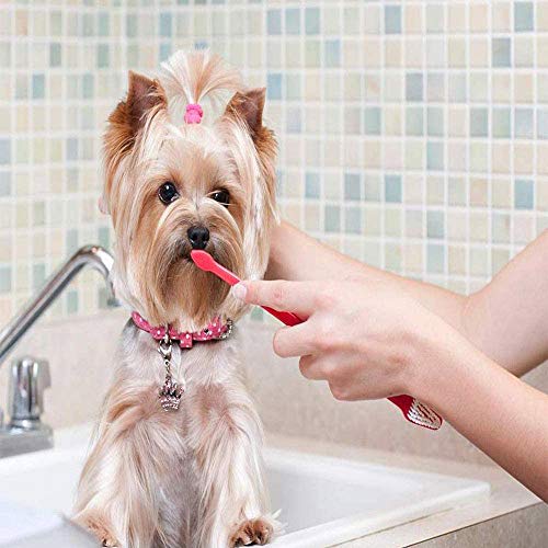 Dientes Gato Perro Limpian, 5 Piezas Cepillo Dientes Para Mascotas, 5 Piezas Cepillo Dientes Dedos, Mascotas Cuidado Dental, para Que Perros Gatos se Limpien los Dientes Prevenir el Sarro