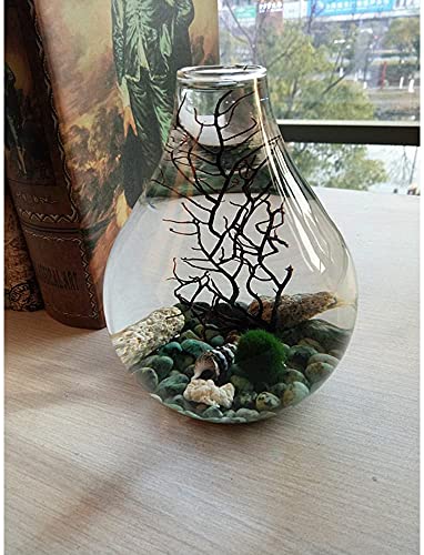Ecosides Marimo - Juego de terrario de bola de musgo, terrario zen, terrario de cristal de lágrima para acuario (azul)