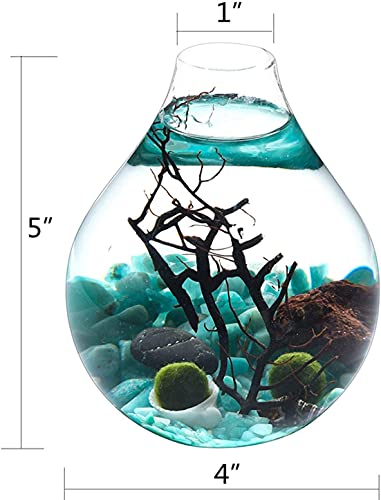Ecosides Marimo - Juego de terrario de bola de musgo, terrario zen, terrario de cristal de lágrima para acuario (azul)