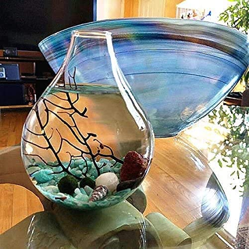 Ecosides Marimo - Juego de terrario de bola de musgo, terrario zen, terrario de cristal de lágrima para acuario (azul)