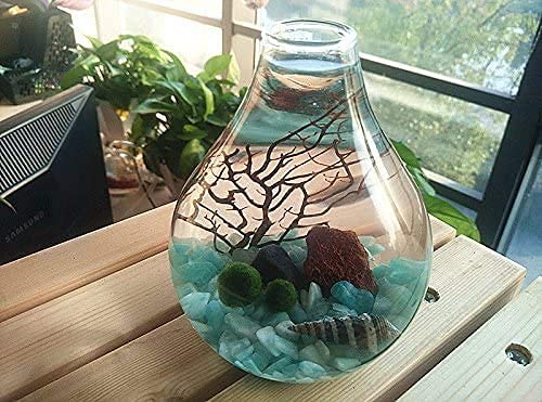 Ecosides Marimo - Juego de terrario de bola de musgo, terrario zen, terrario de cristal de lágrima para acuario (azul)