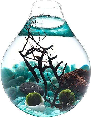 Ecosides Marimo - Juego de terrario de bola de musgo, terrario zen, terrario de cristal de lágrima para acuario (azul)