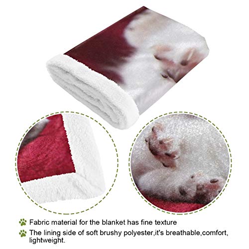 Hengpai Manta para mascotas, manta para gatos, manta para gatos, gatitos, angora turca