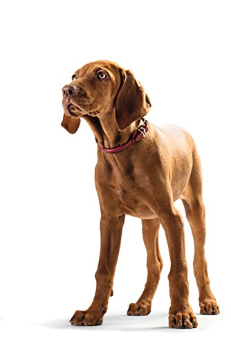 Hunter Collar de Perro de Cuero de Alce Redondo y Suave, Chile, ajustabilidades 38-42cm