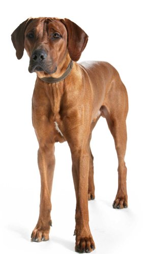 HUNTER Hunting Comfort - Collar de Piel para Perro, antitensión, Suave, Resistente, Talla 45 (S-M), Color Verde Oliva