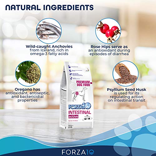 INTESTINAL Active 10 KG
