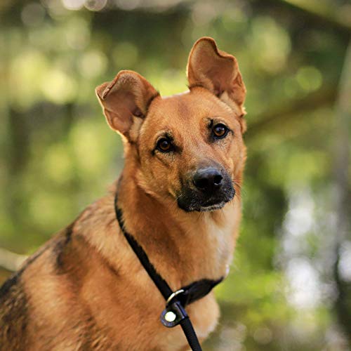 lionto Collar de perros collar retriever collar de adiestramiento 65 cm Ø 1 cm Negro
