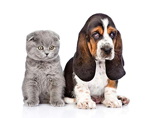 Lsping Puzzle Imposible 1000 Piezas Perros Gatos El Fondo Blanco Basset Hound Gatitos 50x70cm