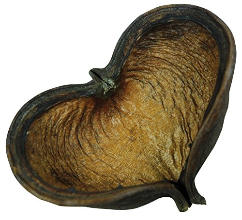 Lucky Reptile DB-01 Nature's Treasure Decor Box