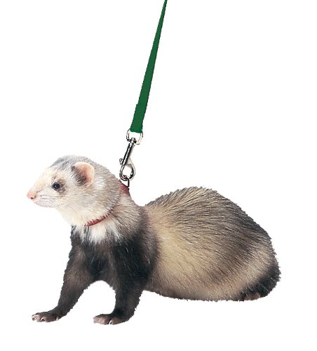 Marshall Ferret arnés y Plomo