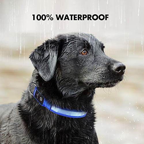 MASBRILL Collar Luminoso Perro de Mascota, 3 Modos Collar Perro Luz con Recargable y Impermeable, Ajustable Collares LED para Perros Pequeños/Medianos/Grandes(Azul M)