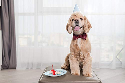 Modern Gourmet Foods, Set de Regalo Cookies para Perro Niña, Set de 8 Cookies
