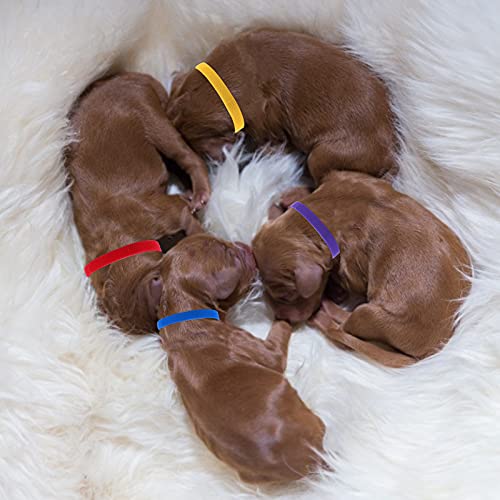 Molain 15 Collares para Cachorros, Collares de Parto para Cachorros pequeños, Collares de identificación de Cachorros para Gatos pequeños, Perros, Collares para recién Nacidos para Gatitos (30 cm)