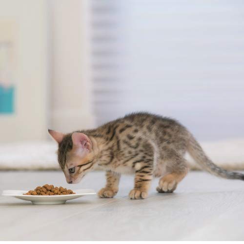 Nestlé Purina Pro Plan Comida para Gato pienso para Gato Original Kitten con Optistart Pollo 400 g - Pack de 8