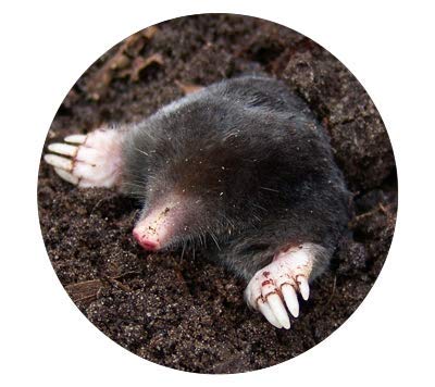 Noor Kunagone - Defensa natural contra topos (pelo de animal, 10 unidades)