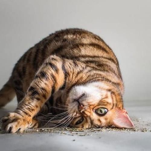 Obelunrp Catnips Extra Fuerte Simplemente Mascota Seco Seco Cat Mint Mint Hierba para Juguetes De Gato Gato Juguete, Ratón y Otros Juguetes Animales