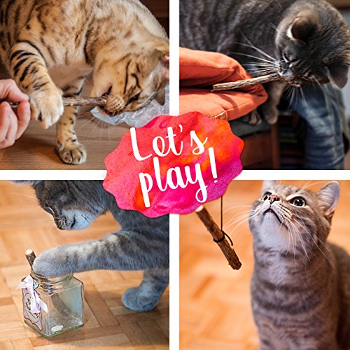 Palitos gato cuidado dental: 5x palitos Matatabi de madera como juguete natural para gatos contra el mal aliento - – Palitos dentales gato – Mordedores para cuidado dental de gato de PRETTY KITTY