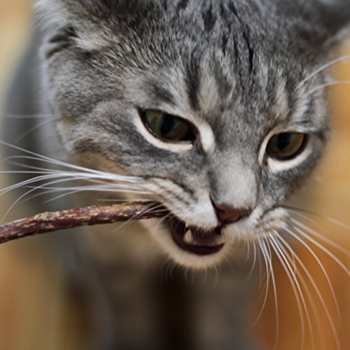 Palitos gato cuidado dental: 5x palitos Matatabi de madera como juguete natural para gatos contra el mal aliento - – Palitos dentales gato – Mordedores para cuidado dental de gato de PRETTY KITTY