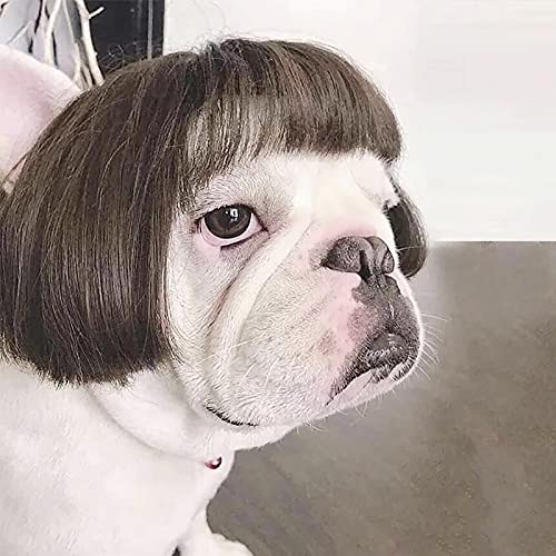 Peluca Divertida para Mascotas, Accesorios para Disfraces de Perros y Gatos, Peluca para Mascotas, Cabeza explosiva, Flequillo Qi, Peluca de Navidad para Halloween, Juego de Cabello