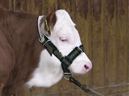 Pequeño - A09982