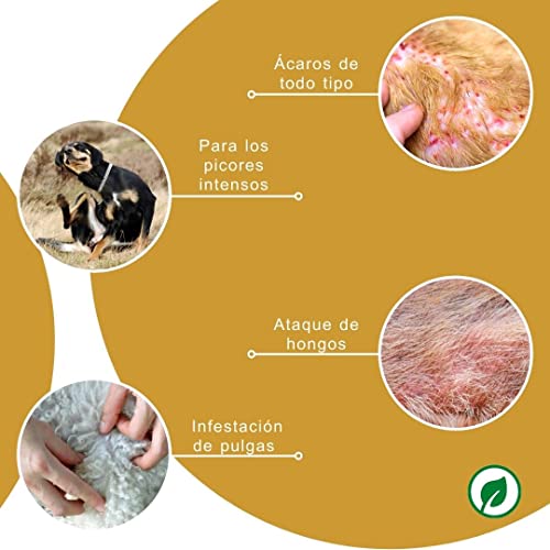 Peticare Perro Champu contra Picor, Anti-Pulgas y Anti-Acaros - Tratamiento para Anti-Parasitos y Repelente, Detiene Picores Fuerte, Shampoo, Ingredientes eficaces - petDog Health 2104