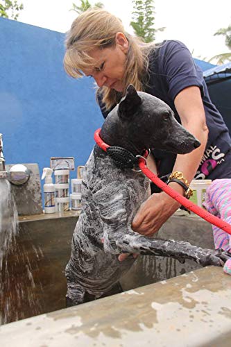 Petnat Dermacton - Champú para perro para piel irritada con ITCHY | Alivio natural de la picazón, antibacteriano y antifúngico, ideal para pieles sensibles y secas, recomendado profesionalmente