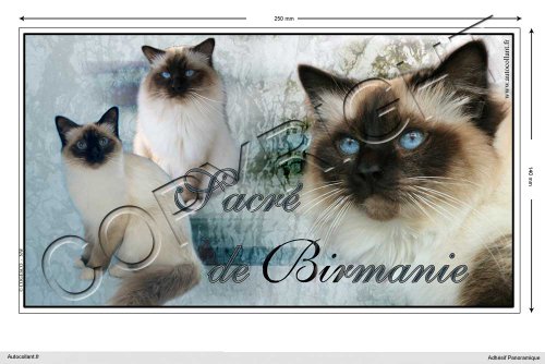 Pets-Easy.com - Pegatina de gato panorámico (15 cm a 100 cm), diseño de sacree-de-Birmania