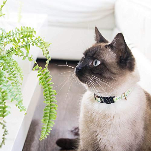 pettsie - Pulsera de Seguridad y Amistad para ti, 100% algodón Duradero para Mayor Seguridad, Anillo en D para Accesorios, Ajustable 5-8 Pulgadas, Caja de Regalo incluida