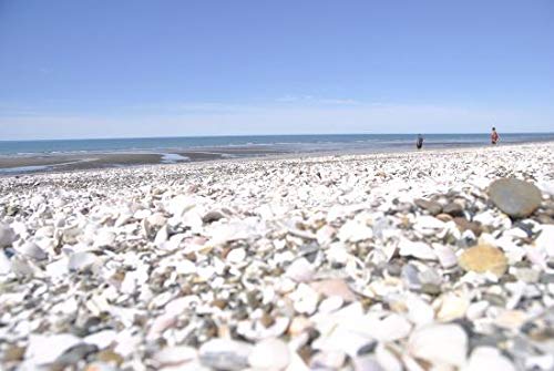 Piensos Fauna Conchilla De Ostra Saco - 10 Kg